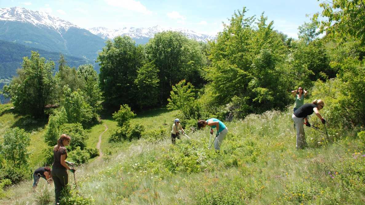 Maintenance work in the Thomasia Pont de Nant alpine garden
