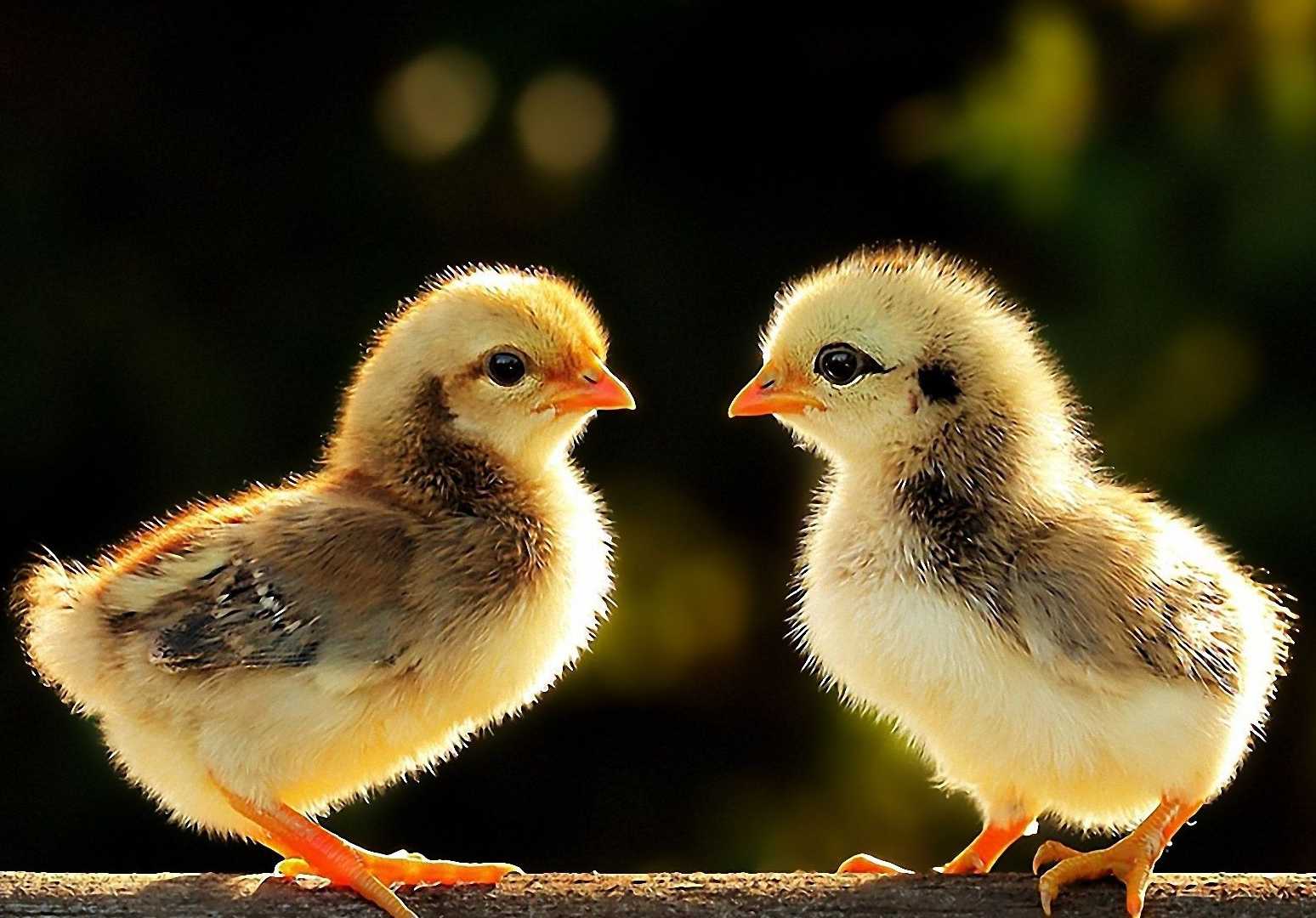 Project Detail image