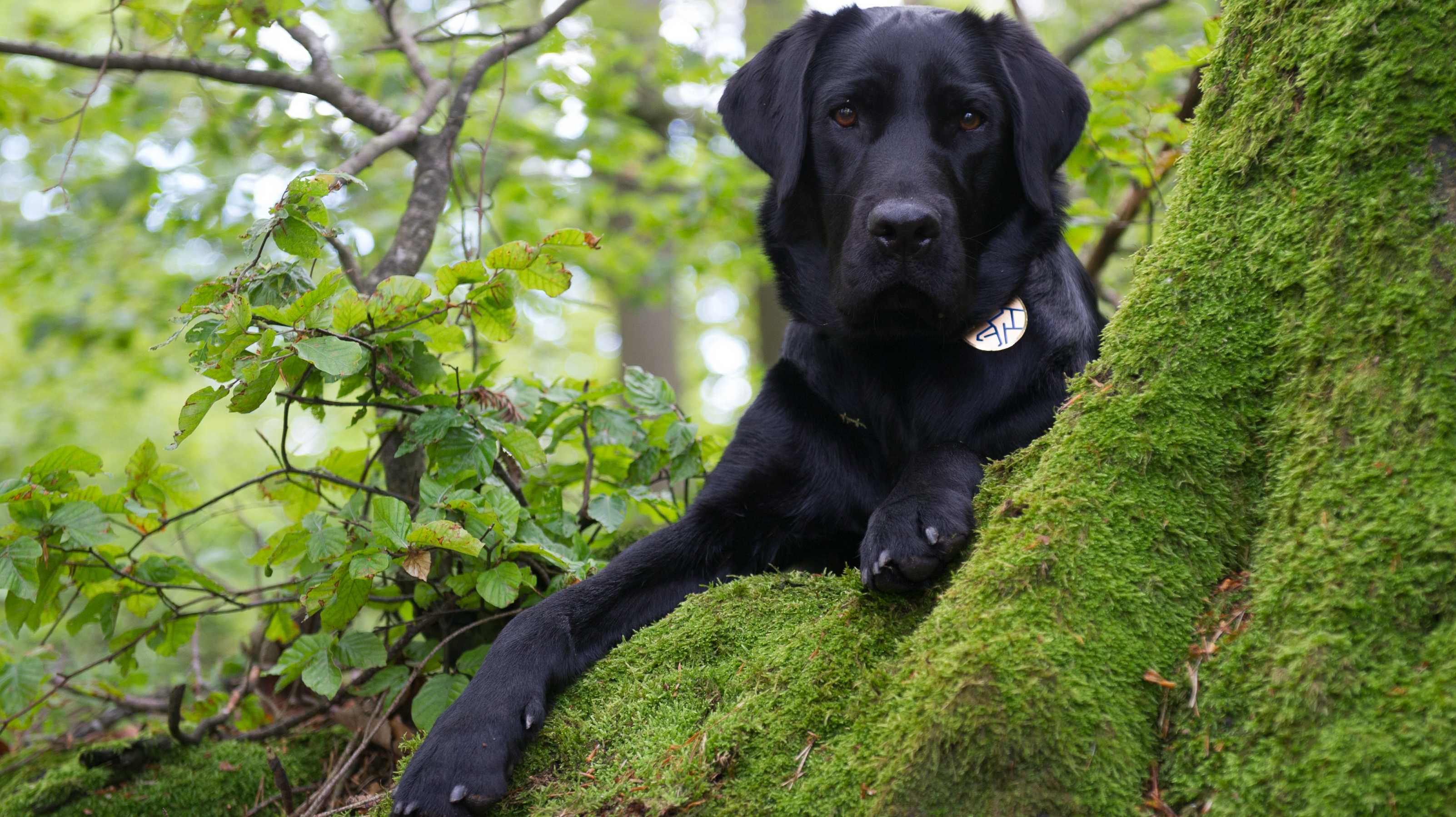 2022 Unterhalts- & Reinigungsarbeiten an der Blindenführhundeschule Allschwil