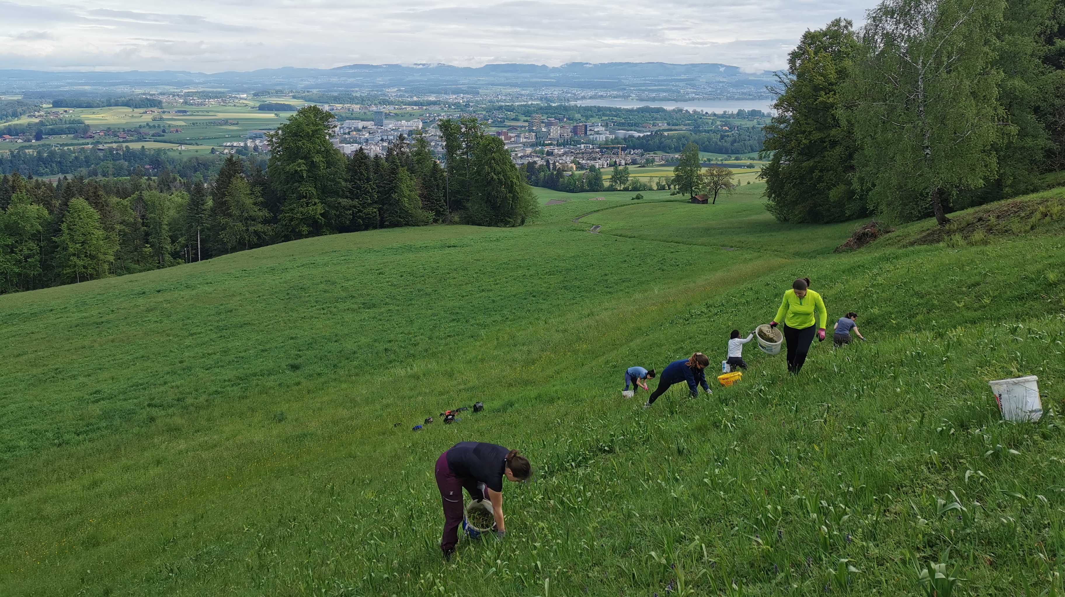 Removing invasive plants on nature conservation areas