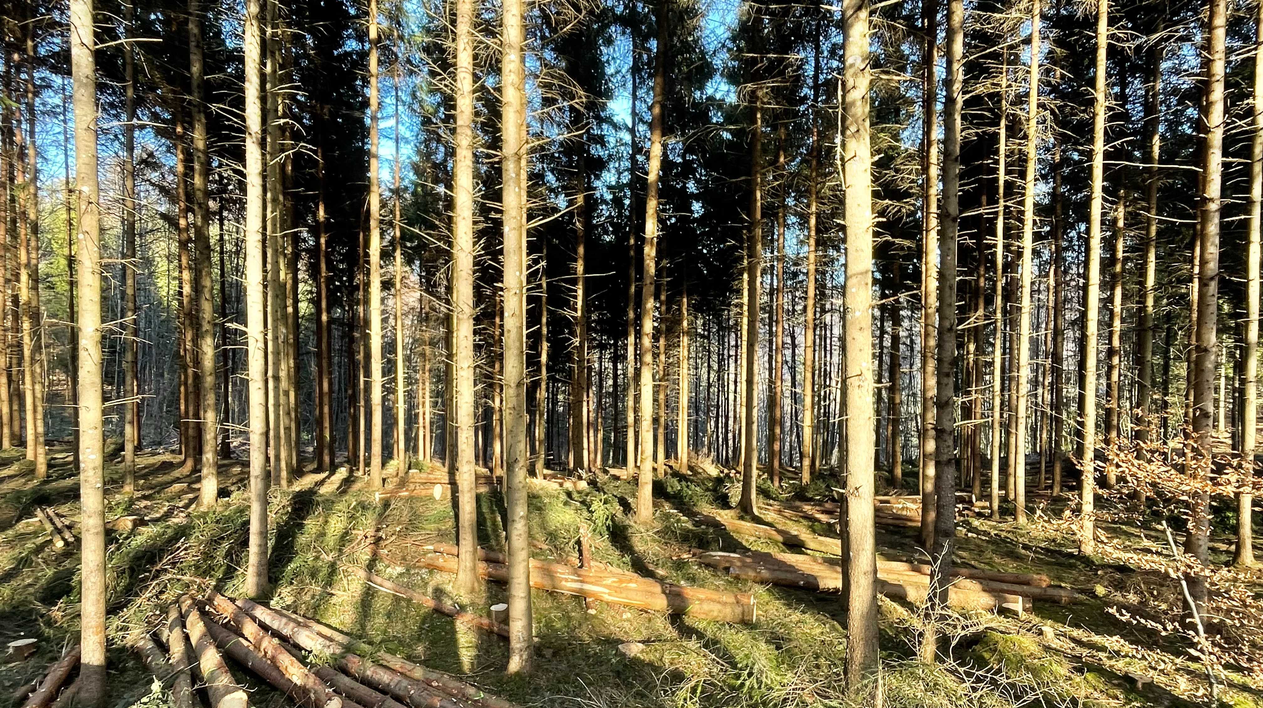 Die Bäume von morgen heute pflegen