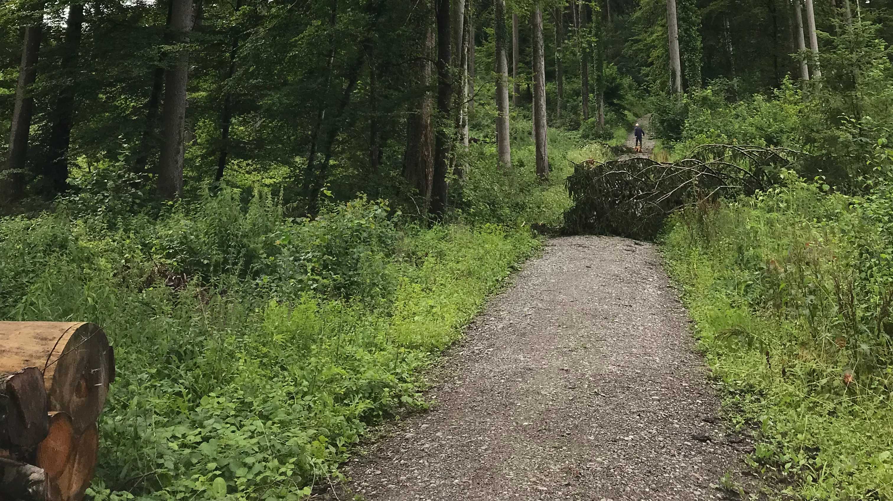 Wir sagen Neophyten im Wald den Kampf an