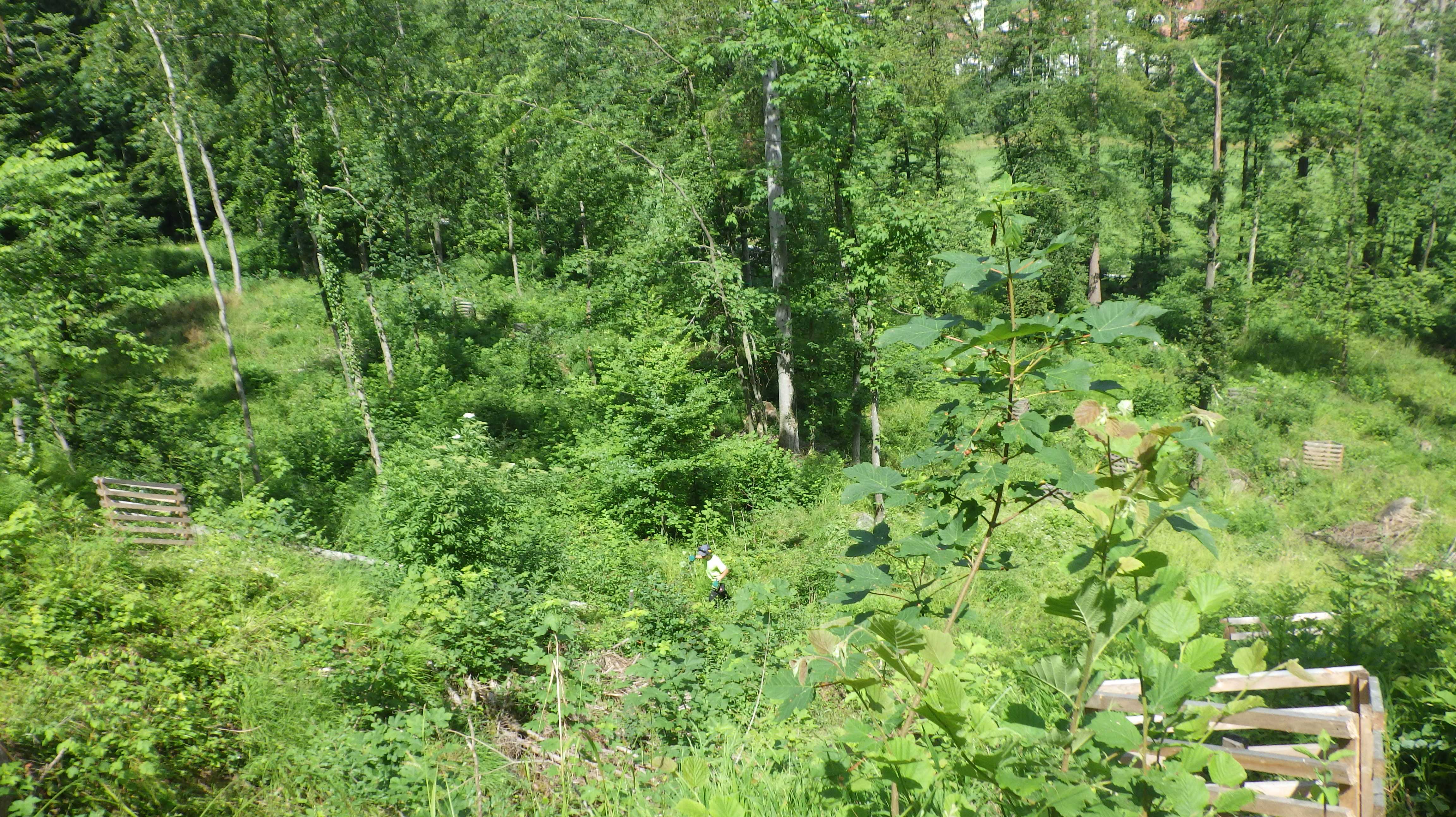 Waldpflege und Bäume pflanzen