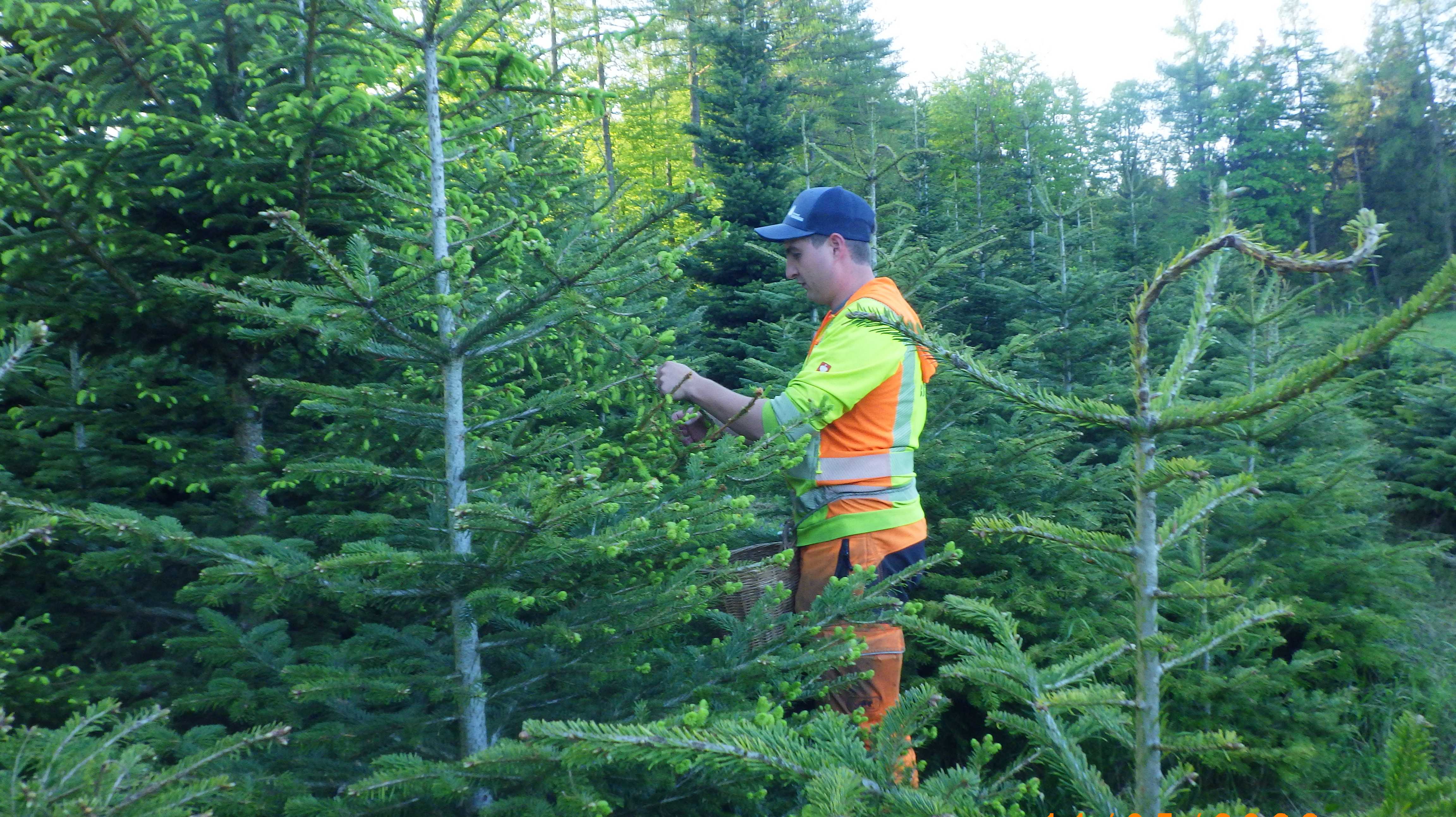 Waldpflege und Bäume pflanzen