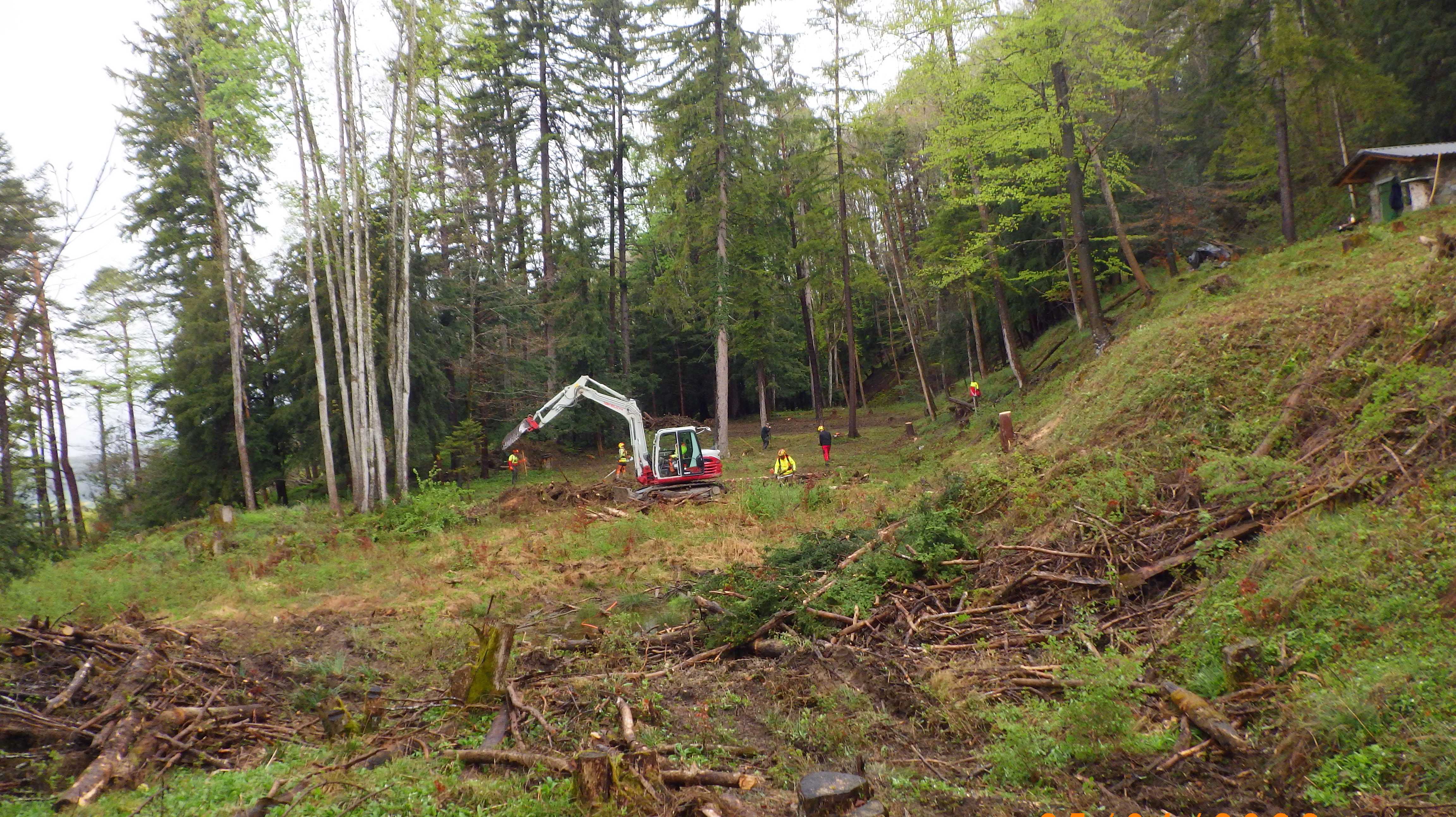 Waldpflege und Bäume pflanzen