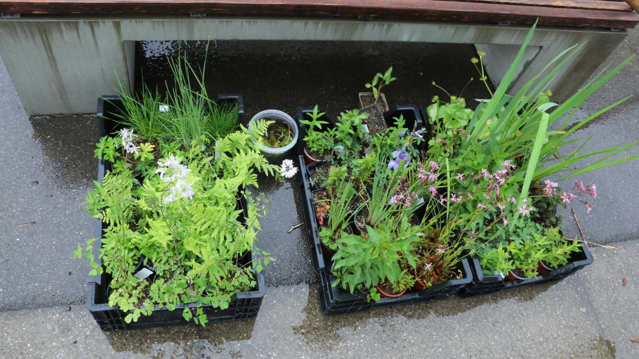 2. Planting Challenge with MS Reinsurance