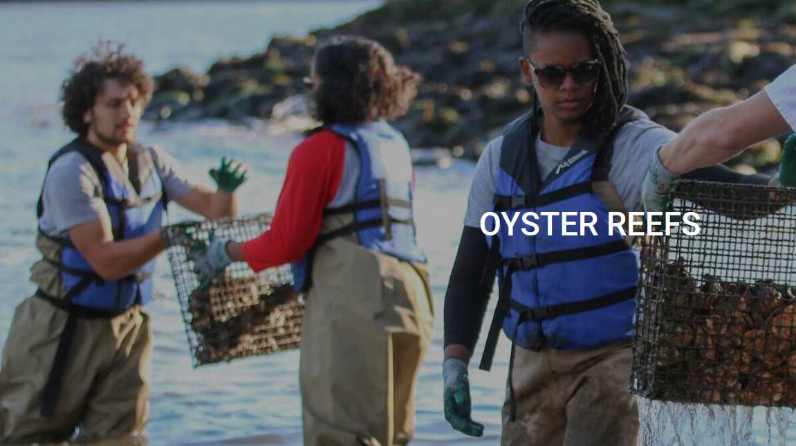 Billion Oyster Project