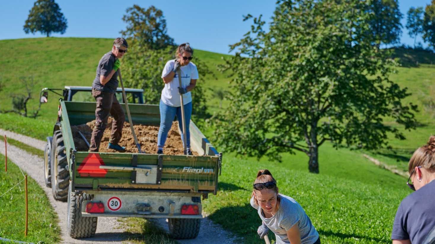 Volunteering at Swiss Mountain Farms