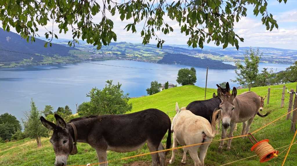 Mountain Farm Support - Pasture &amp; Forest Care
