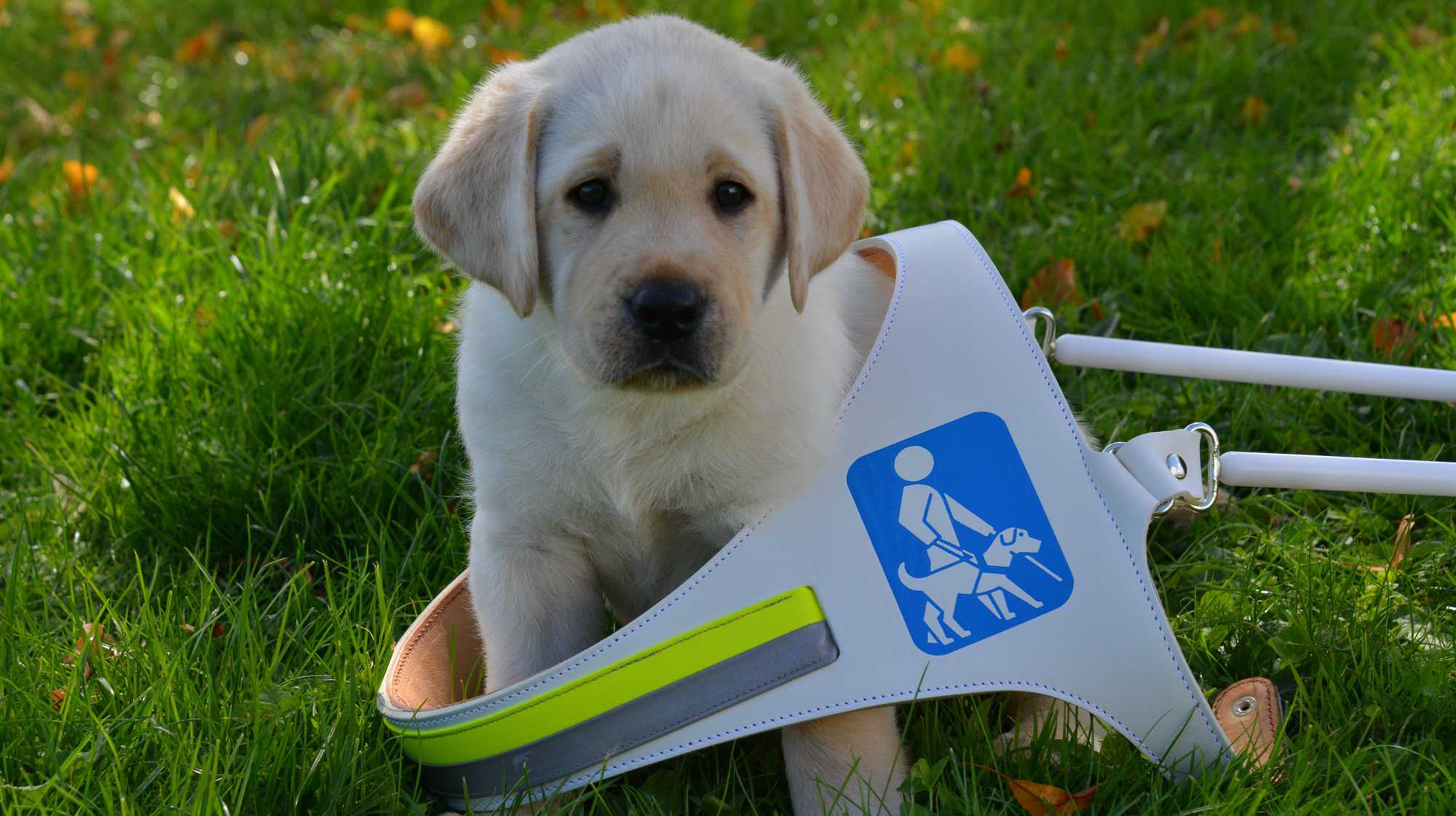 Volunteering Tag bei der Stiftung Schweizerische Schule für Blindenführunde Allschwil    /    Volunteering Day at the Swiss School for Guide Dogs for the Blind in Allschwil: maintenance and cleaning work