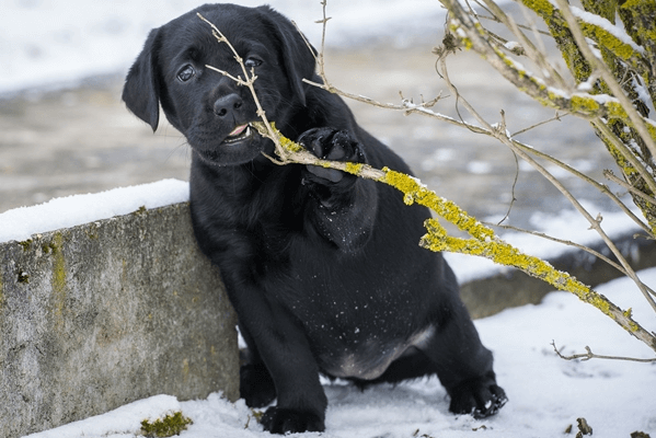 Project Detail image