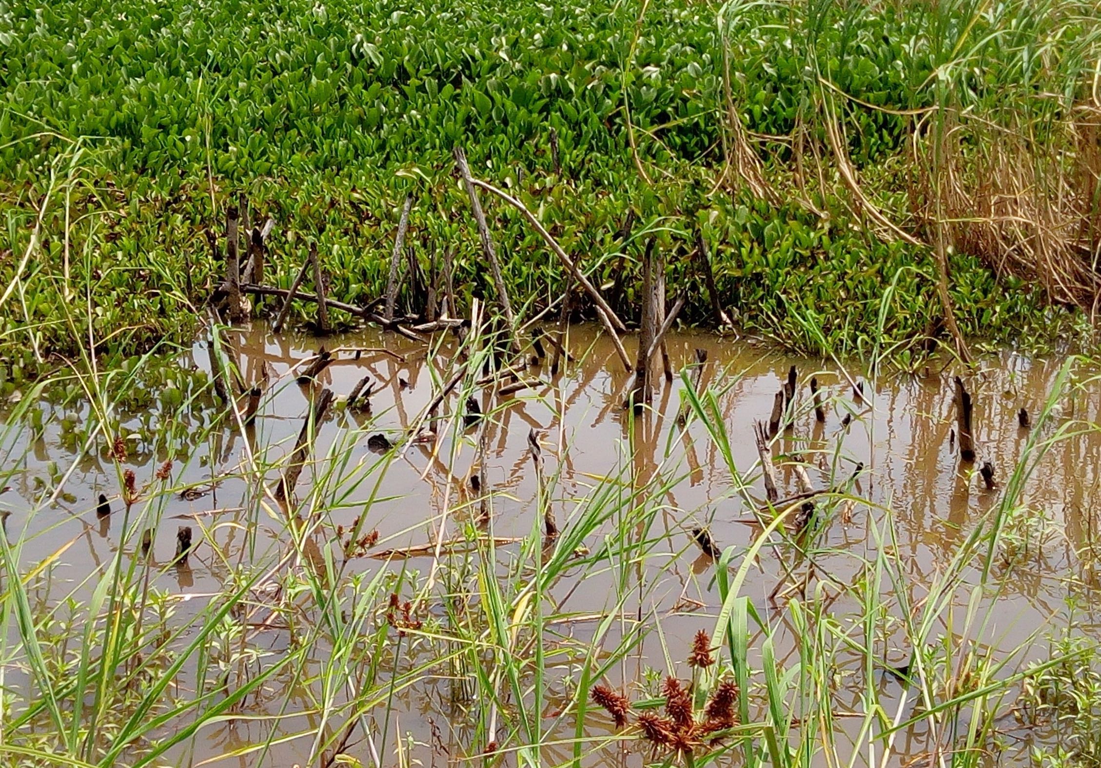 Project Detail image