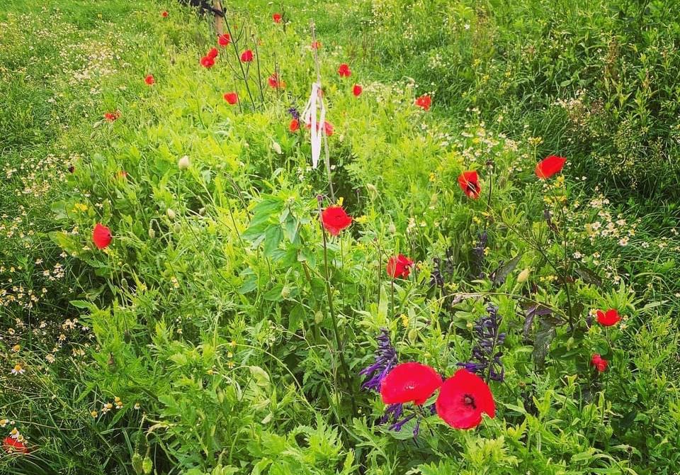 Project Detail image