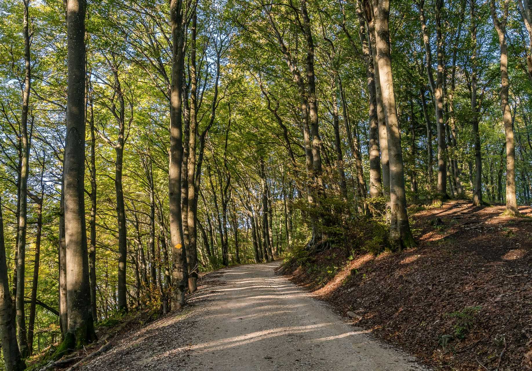 Project Detail image