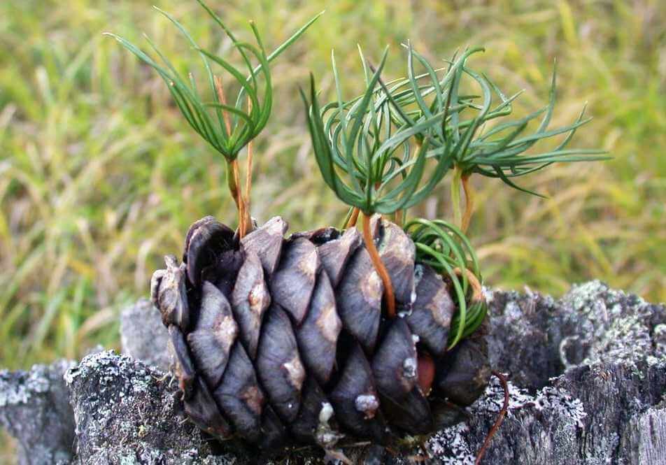 Project Detail image