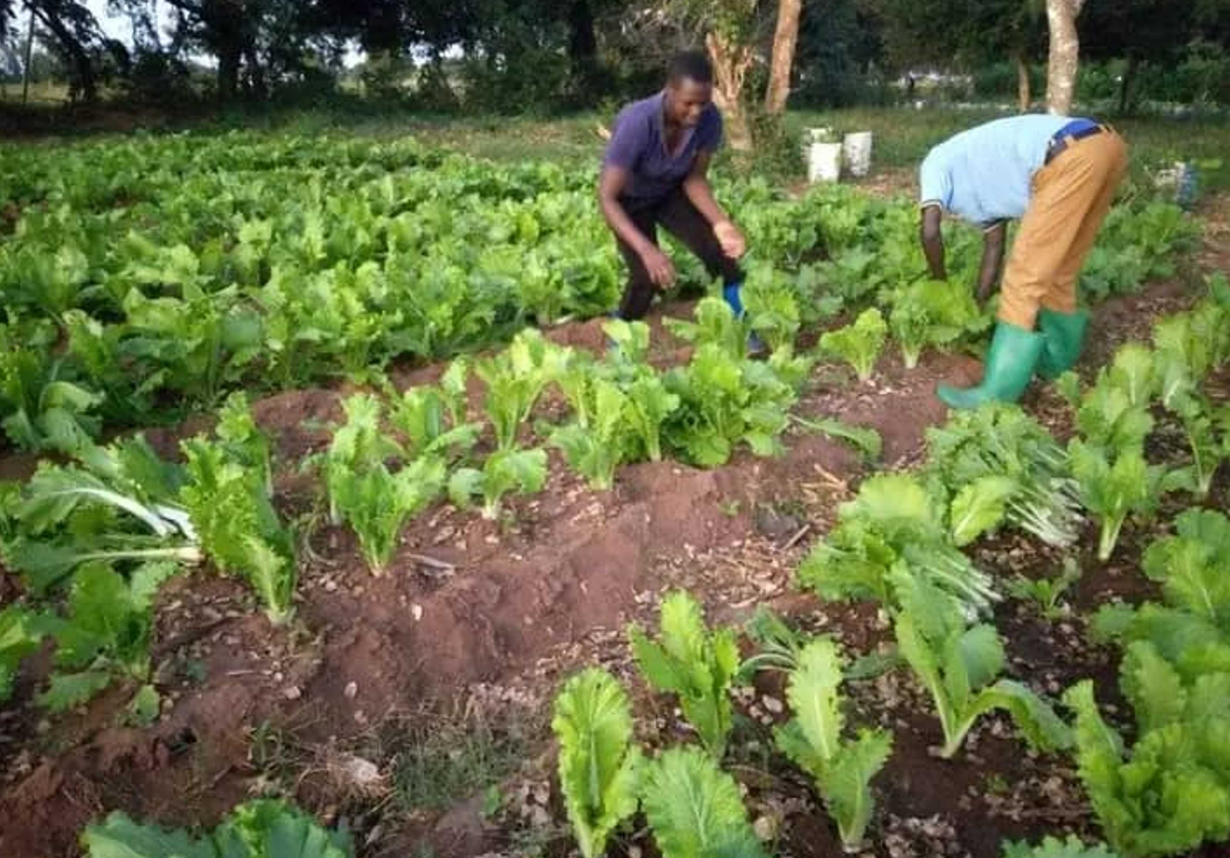 Empowering Youth through Sustainable Agriculture