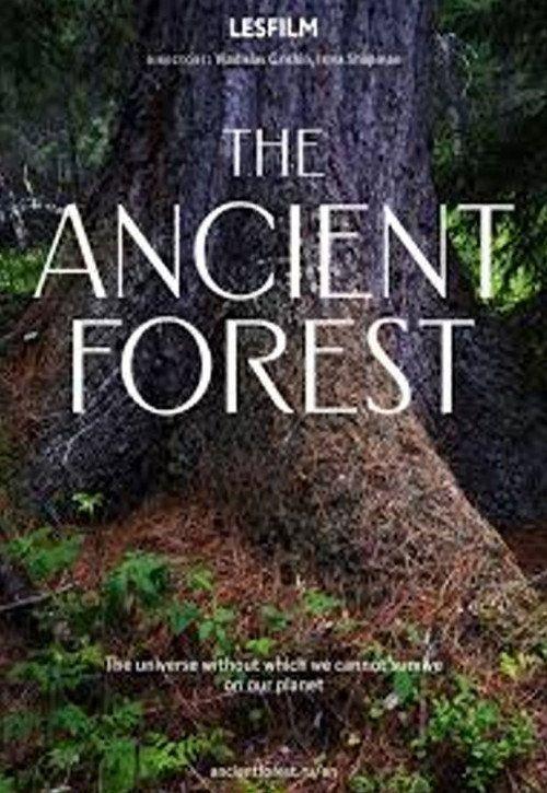 profile image Смотри Фильм The Ancient Forest [•2026•] с Русскими Субтитрами