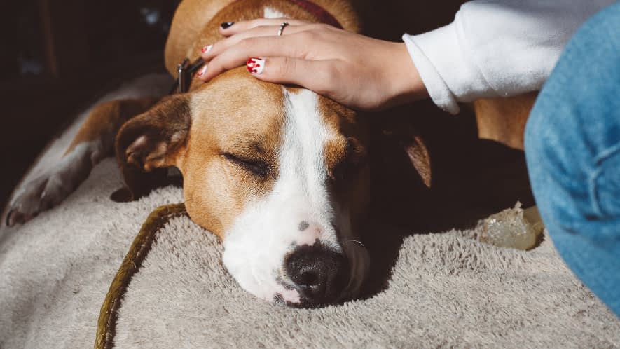 Hand streichelt Hund