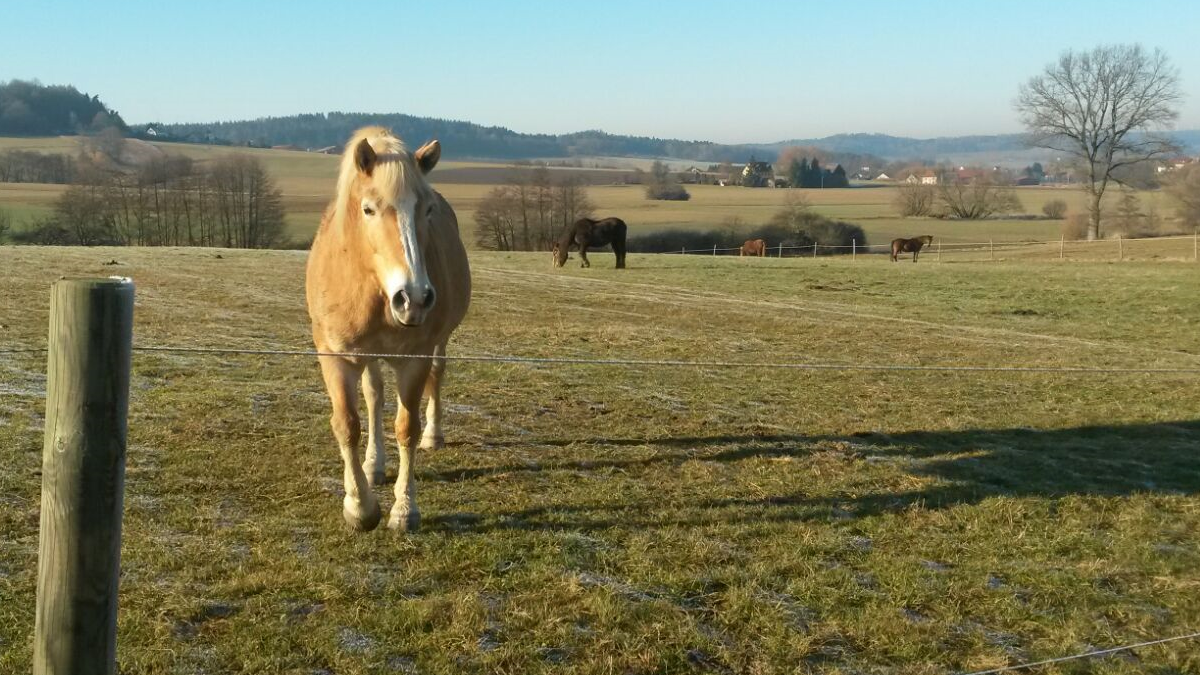 Pferd auf einer Wiese Pferd auf einer Wiese