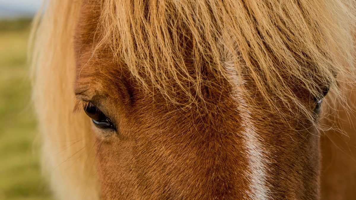 Nahaufnahme eines Pferdegesichts