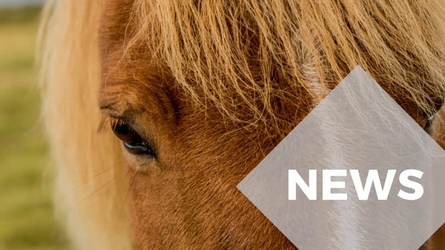 Nahaufnahme eines Pferdegesichts