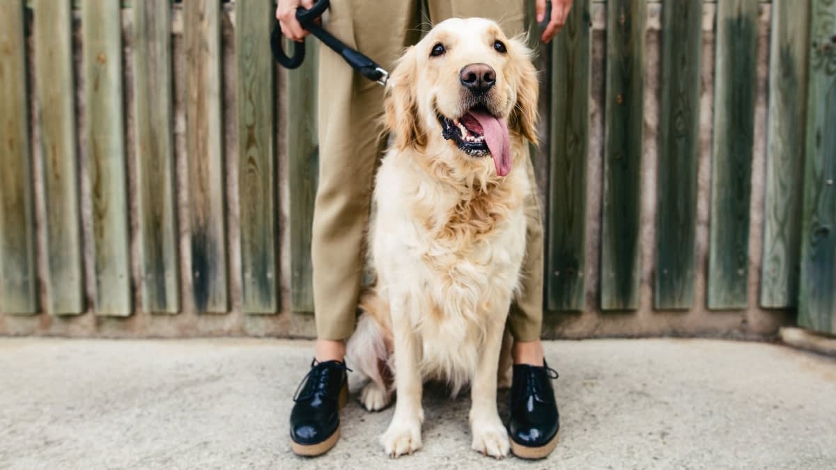 Sitzender Golden Retriever