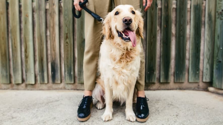 Sitzender Golden Retriever