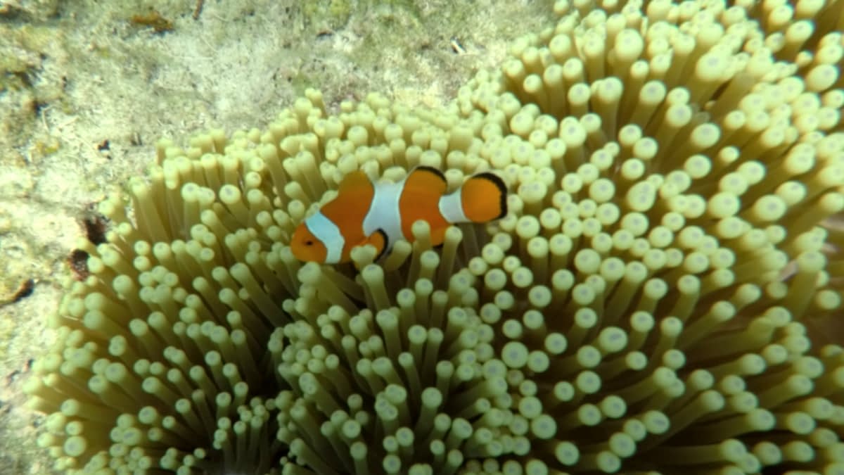Clownfisch in Anemonen