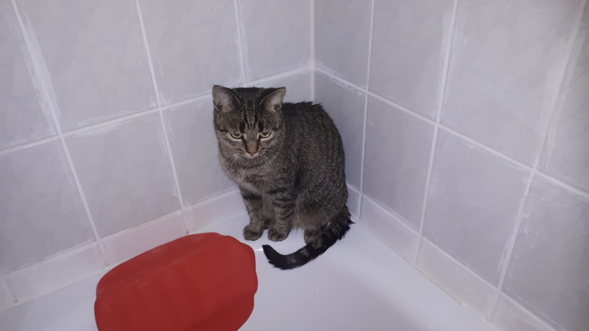 Katze von MS-Betroffener Heike