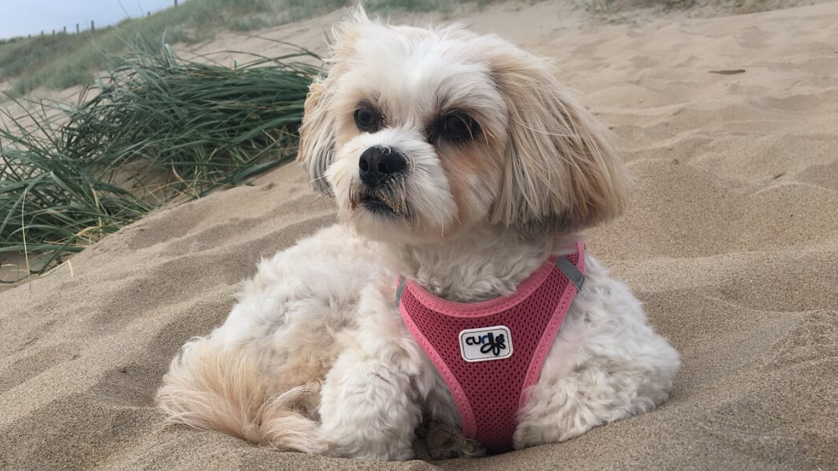 Hund von MS-Betroffener Lara