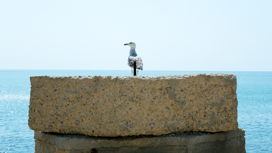 Felsen auf dem eine Möwe sitzt