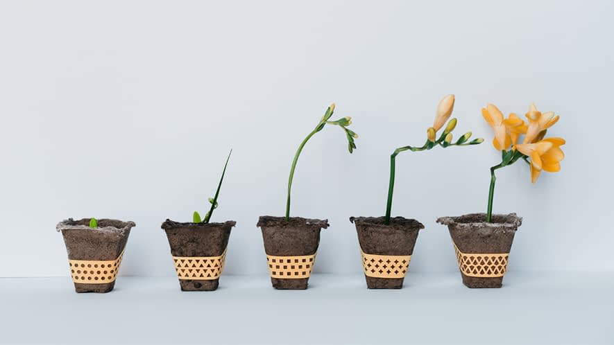 Wachstumsfortschritt Blumen