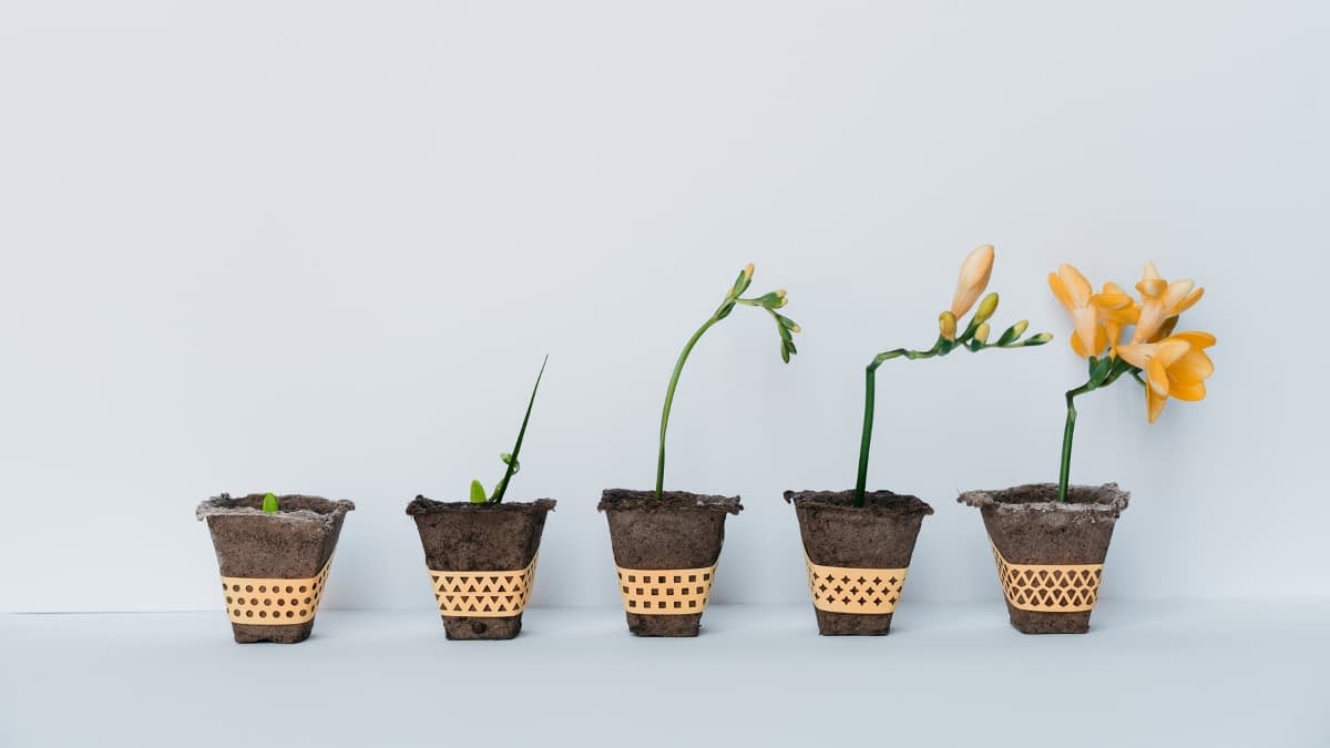 Wachstumsfortschritt Blumen