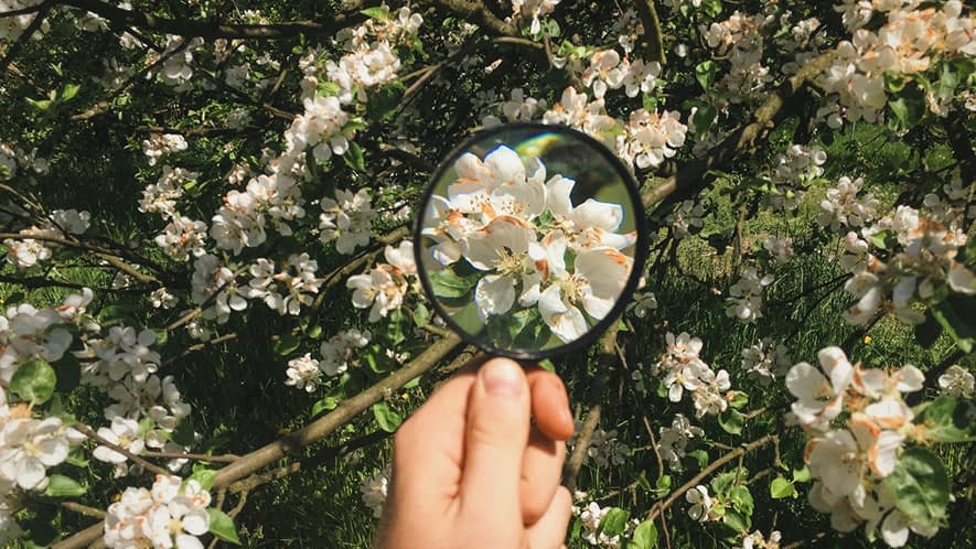 Blüten mit einer Lupe betrachtet