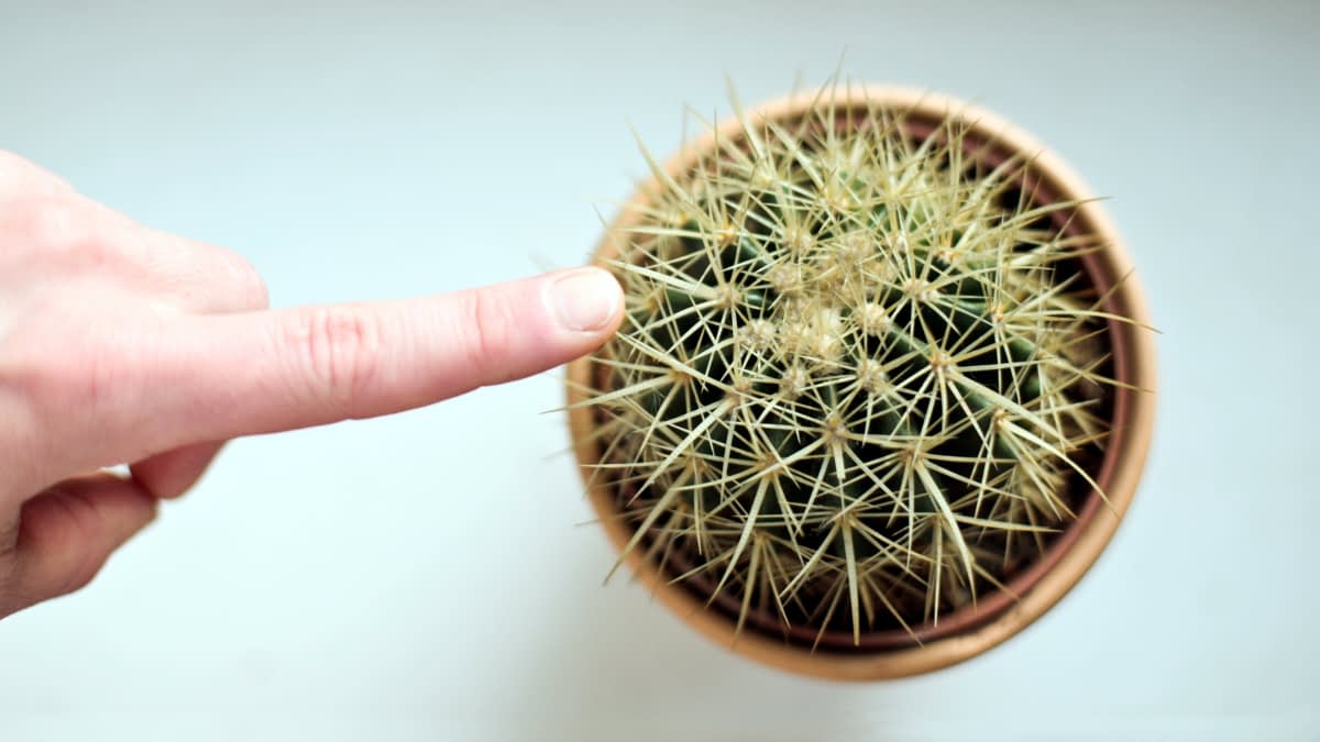 Finger an einem Kaktus gestochen