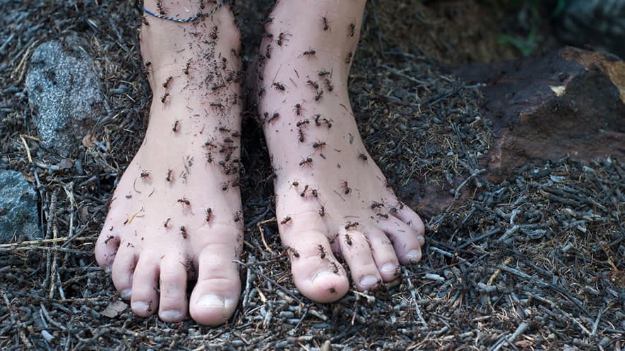 Füße im Ameisenhaufen