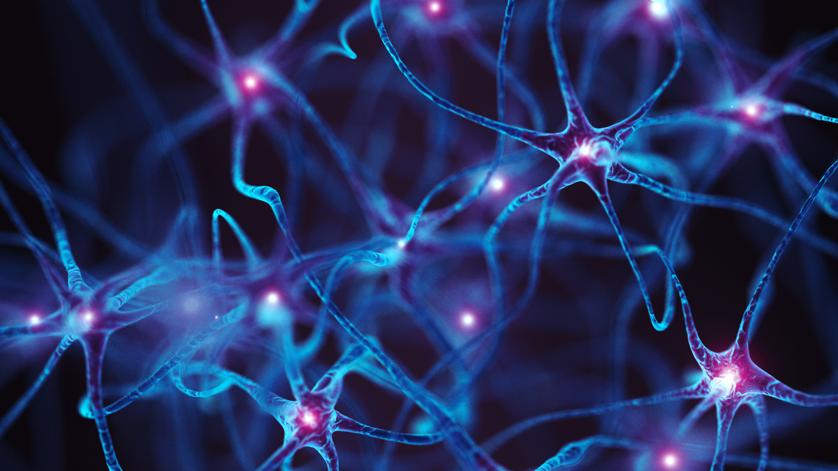 Neuronale Vernetzung Neuronale Vernetzung