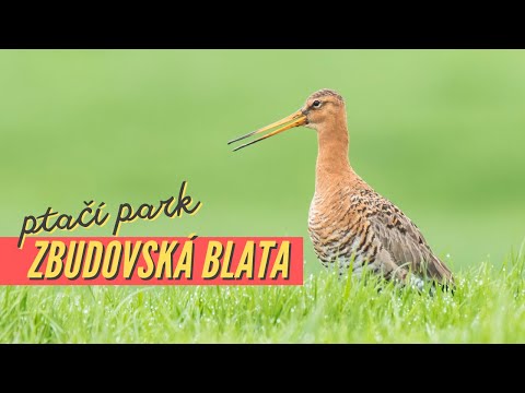 video-01.jpg-d5b10795f2d2e87bd717b7cfa54be02e.jpg