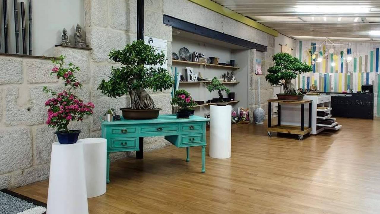 Centro Arte Bonsai Vigo