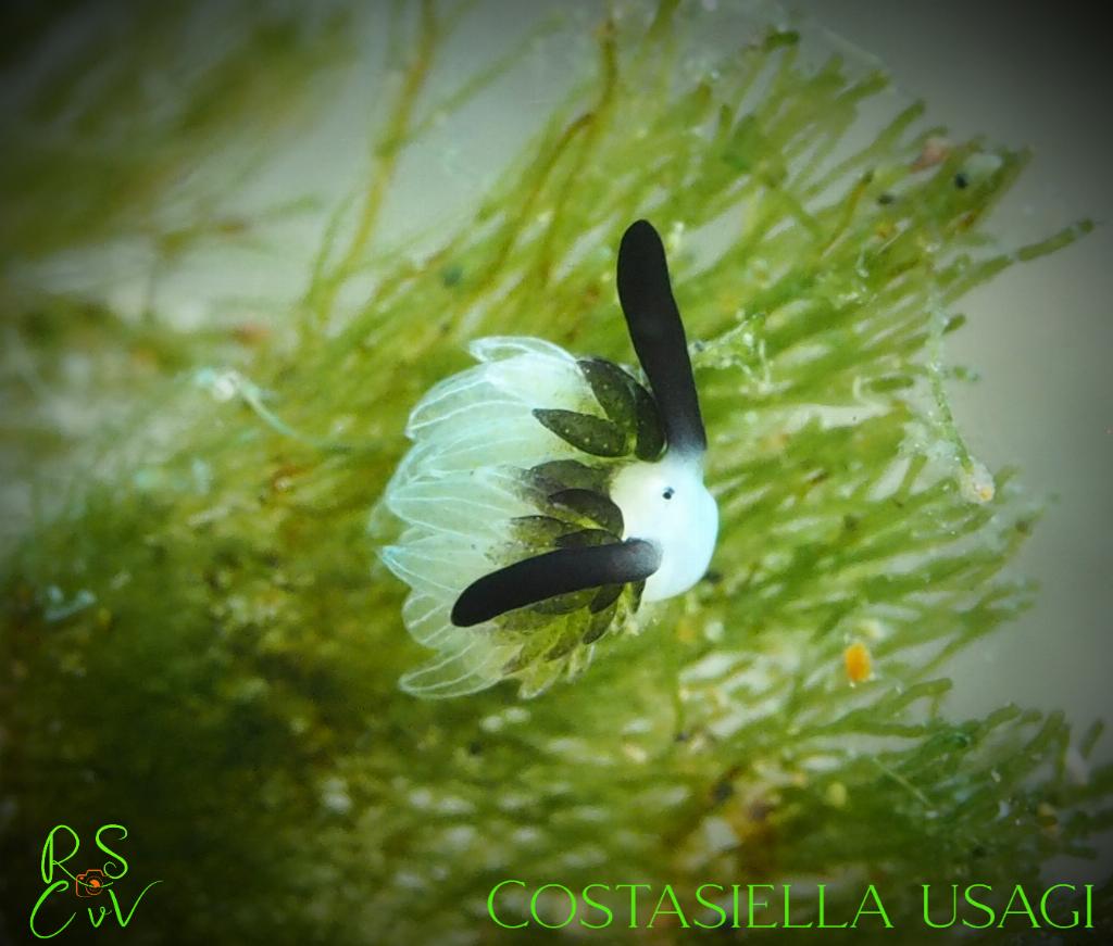 Fotografia tirada em Hydees Point. Carregada por #{nome} em #{data}.