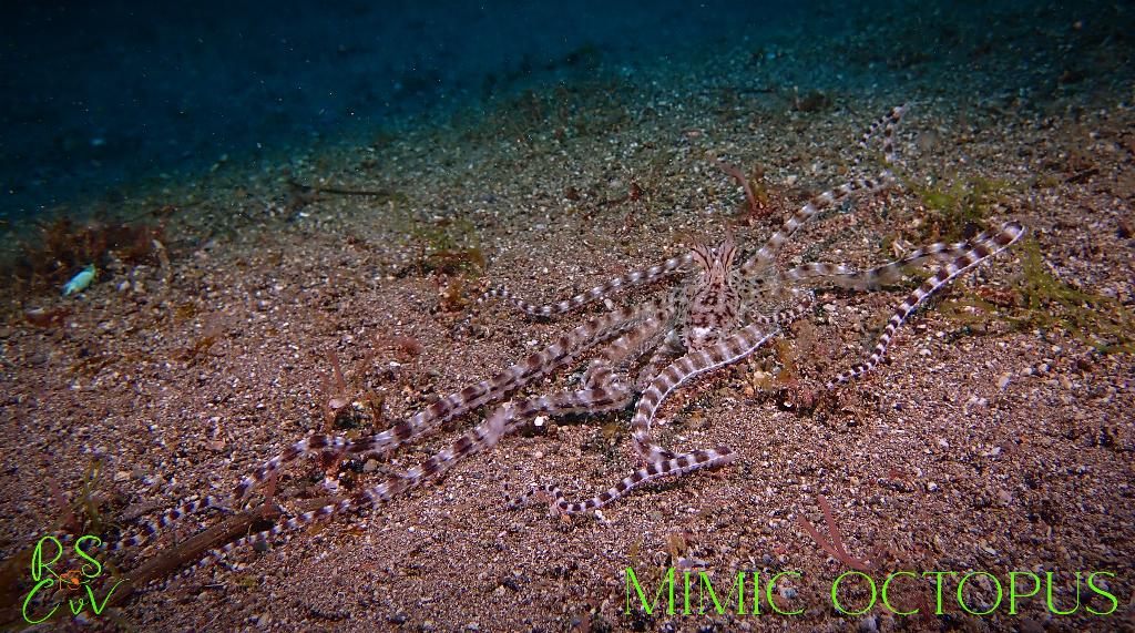 Fotografia tirada em Hydees Point. Carregada por #{nome} em #{data}.