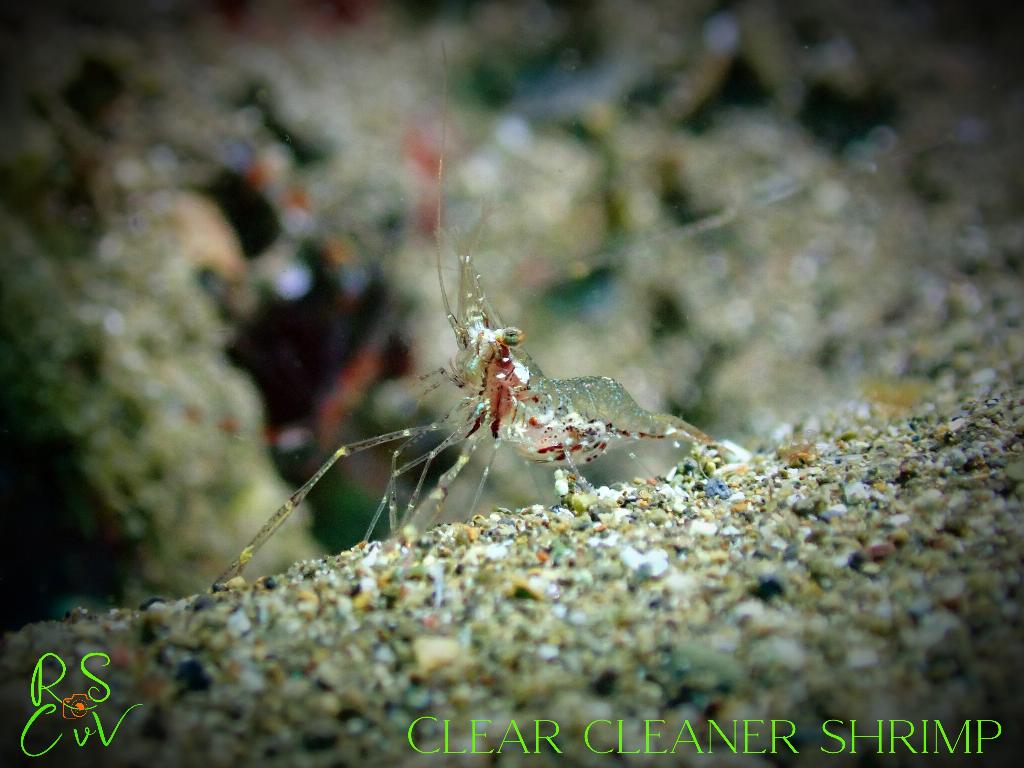 Fotografia tirada em Hydees Point. Carregada por #{nome} em #{data}.