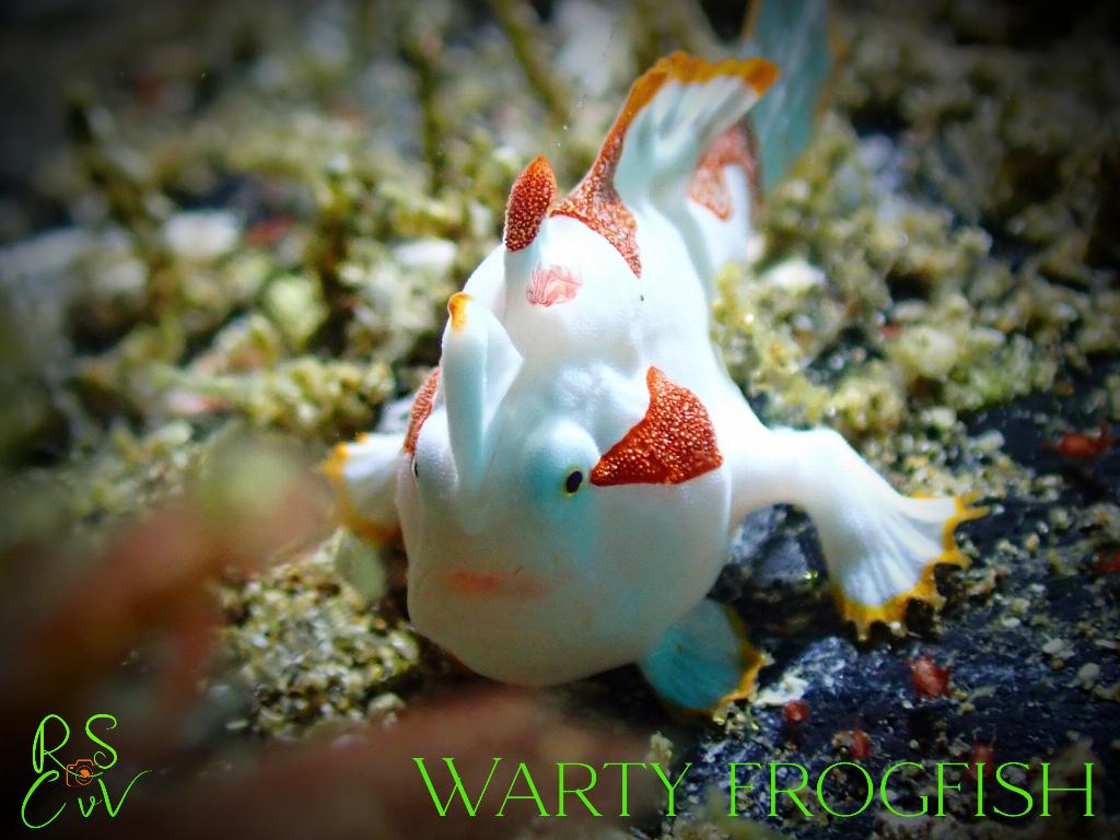 Fotografia tirada em Hydees Point. Carregada por #{nome} em #{data}.