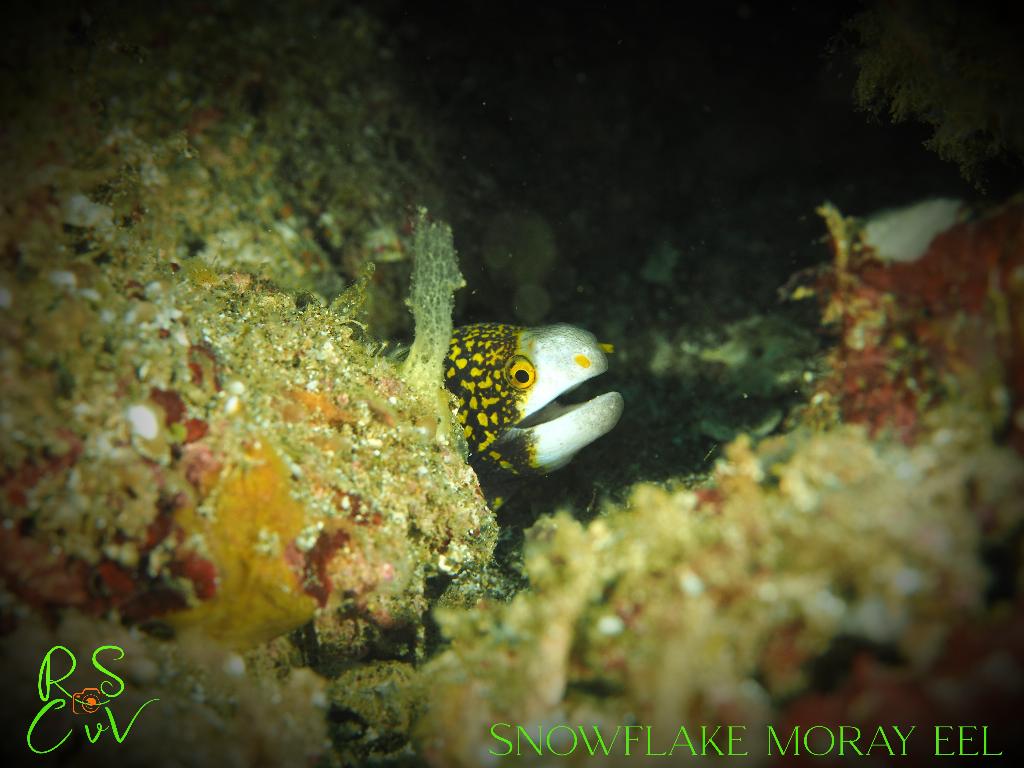 Photo prise à Mainit Bubbles Point. Téléchargée par #{nom} le nov. 1, 2025