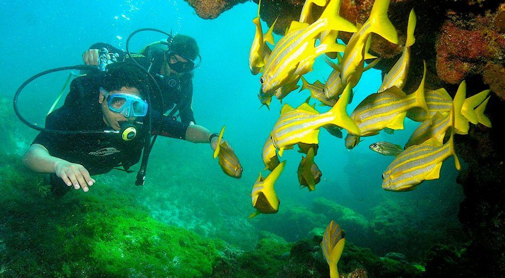 Scuba Diving in Brazil dive.site