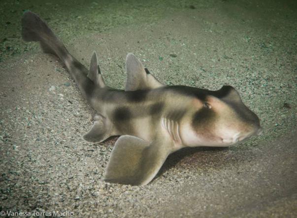 Picture added by Dive Centre Bondi