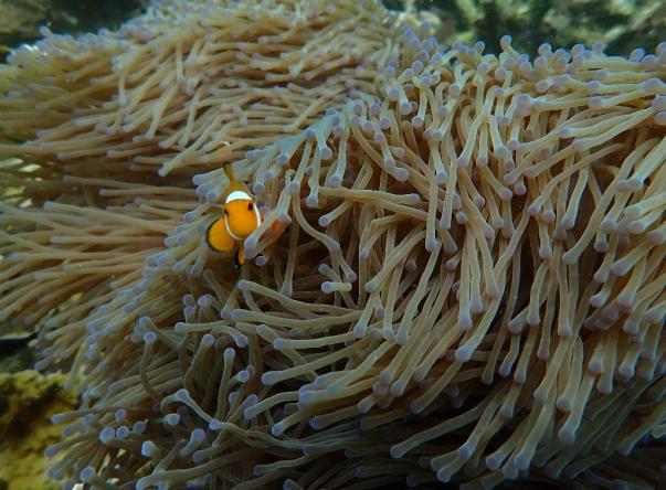 Picture added by Amadive Con Dao Dive Center