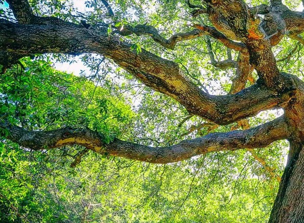 Forêt dans la Marne