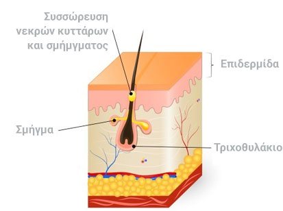 στάδια Πόρος Σμηγματογόνος αδένας