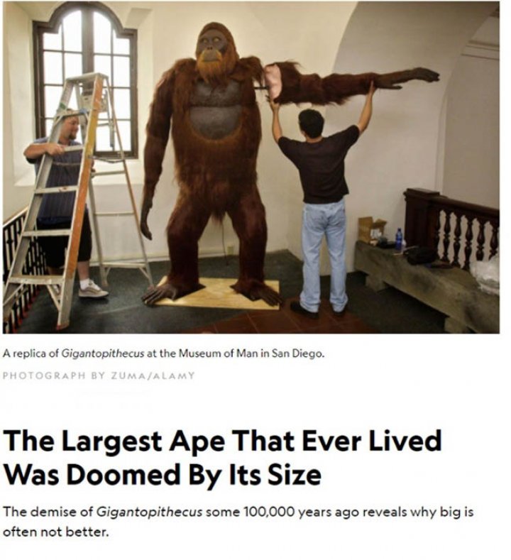 gigantopithecus un yasamis en buyuk maymun ve vejetaryen oldugu iddiasi dogruluk payi